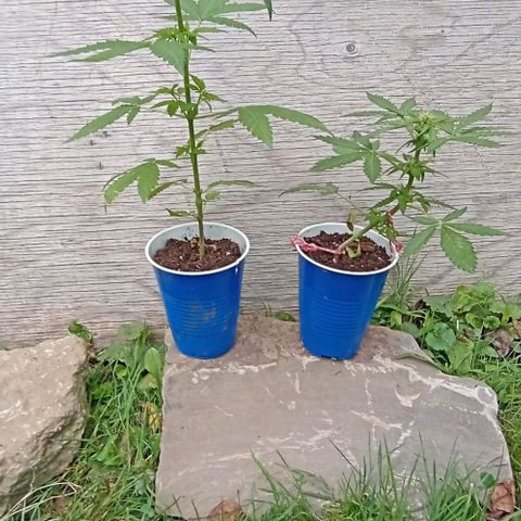 Auto Amnesia growlog timeline photo