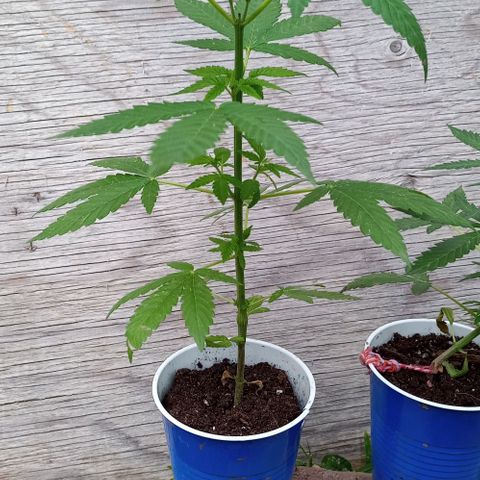 Auto Amnesia growlog timeline photo