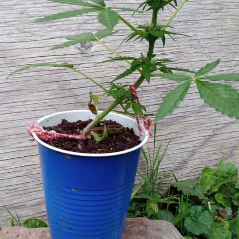 Auto Amnesia growlog timeline photo