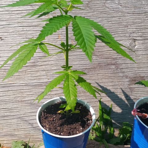 Auto Amnesia growlog timeline photo