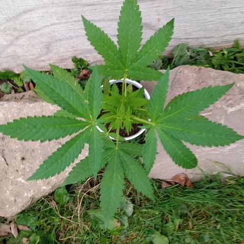 Auto Amnesia growlog timeline photo