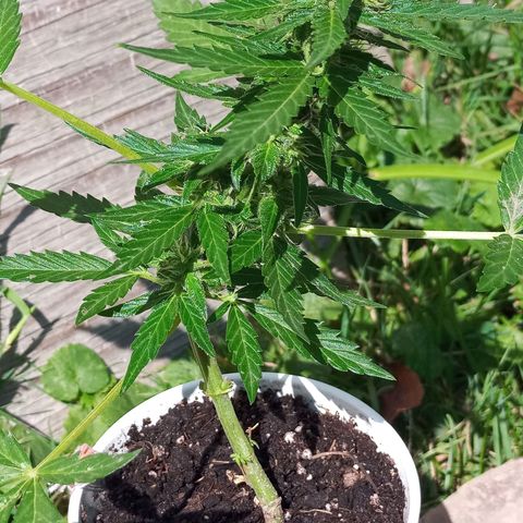 Auto Amnesia growlog photo: Seed #1 has started flowering over the last 5 days

Seed#2 continues growing strong, healthy branches after being topped twice