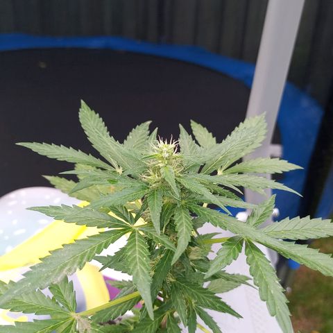 Auto Amnesia growlog photo: Seed #1 has started flowering over the last 5 days

Seed#2 continues growing strong, healthy branches after being topped twice