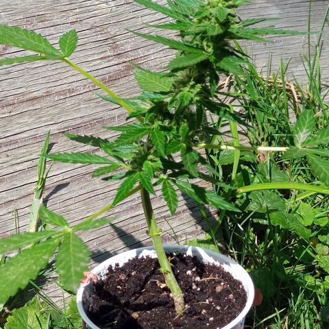 Auto Amnesia growlog photo: Seed #1 has started flowering over the last 5 days

Seed#2 continues growing strong, healthy branches after being topped twice