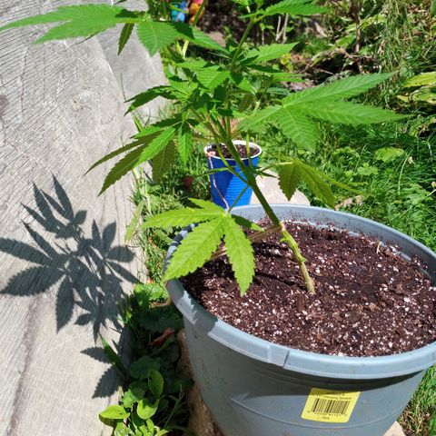Auto Amnesia growlog photo: Seed #1 has started flowering over the last 5 days

Seed#2 continues growing strong, healthy branches after being topped twice