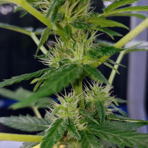 Auto Amnesia growlog photo: Seed #1 has started flowering over the last 5 days

Seed#2 continues growing strong, healthy branches after being topped twice