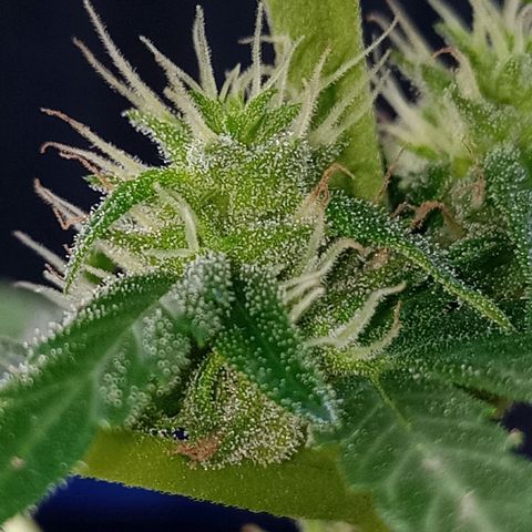 Auto Amnesia growlog photo: Seed #1 has started flowering over the last 5 days

Seed#2 continues growing strong, healthy branches after being topped twice