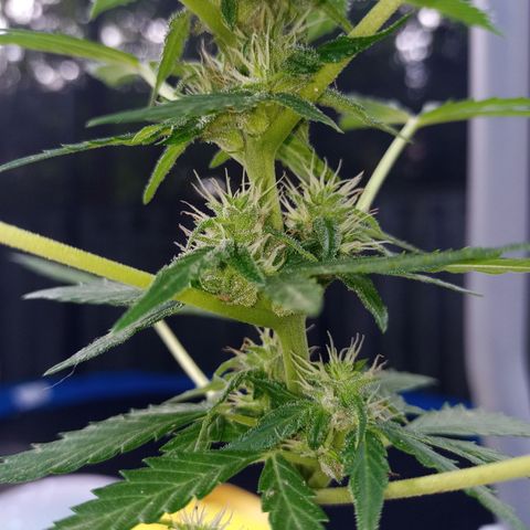 Auto Amnesia growlog photo: Seed #1 has started flowering over the last 5 days

Seed#2 continues growing strong, healthy branches after being topped twice