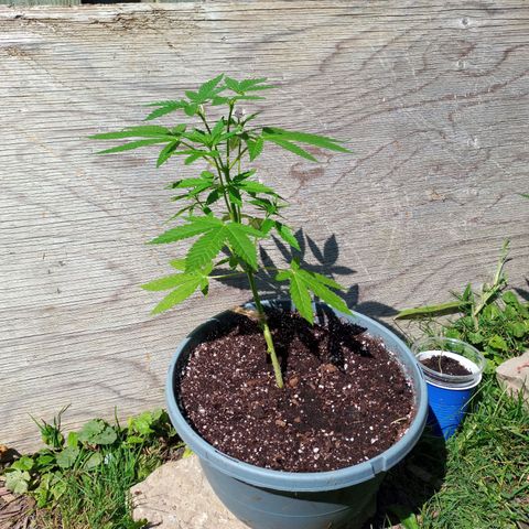 Auto Amnesia growlog photo: Seed #1 has started flowering over the last 5 days

Seed#2 continues growing strong, healthy branches after being topped twice