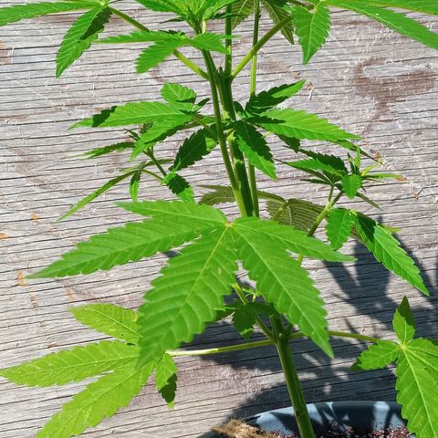 Auto Amnesia growlog photo: Seed #1 has started flowering over the last 5 days

Seed#2 continues growing strong, healthy branches after being topped twice