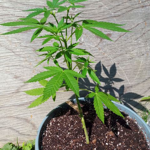Auto Amnesia growlog timeline photo