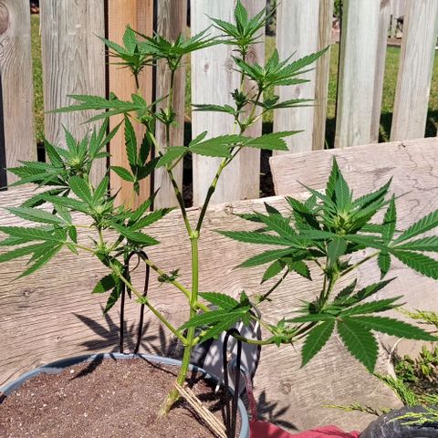 Auto Amnesia growlog timeline photo
