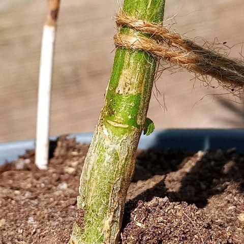 Auto Amnesia growlog timeline photo