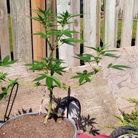 Auto Amnesia growlog timeline photo