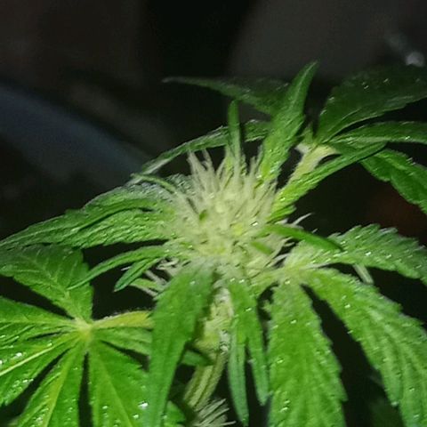 Auto Amnesia growlog timeline photo