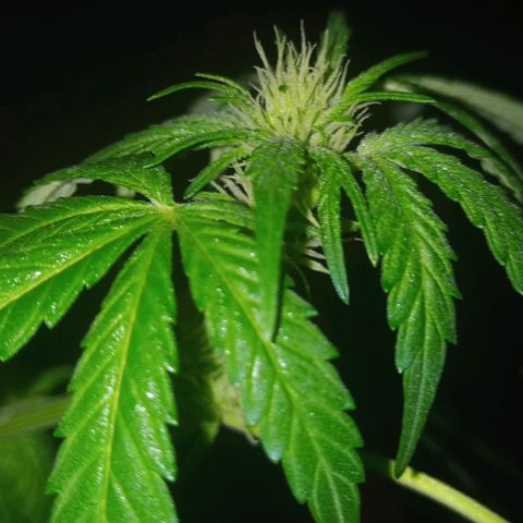 Auto Amnesia growlog timeline photo