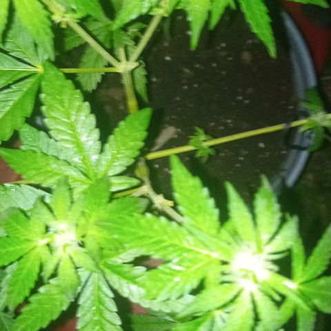 Auto Amnesia growlog timeline photo