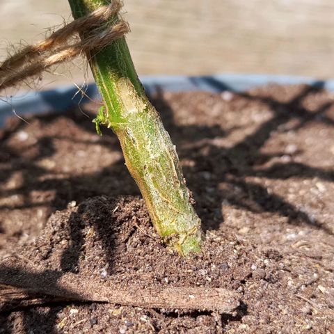 Auto Amnesia growlog timeline photo