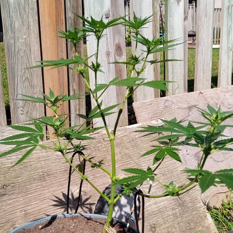 Auto Amnesia growlog timeline photo