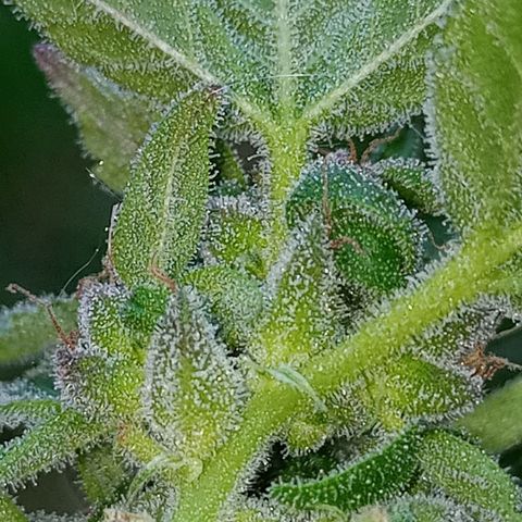 Auto Amnesia growlog photo: The weather for roughly the past 16 to 18 days has significantly dropped and has noticeably stunted the plant.

The temperature the plant has grown in for its entire life has been a consistent 72°F - 85°F. Up until roughly 16 to 18 days ago. The past 2-2.5 weeks its has been consistently below 70°F at the days highest peak. 

On average the past 18 days has been roughly 60°F - 68°F during the day. At night its been close to 52°F - 57°F. 

Then out of nowhere the past 3 days (including today) have been 73°F to 82°F during the day and peak. The evenings have been 62°F - 67°F