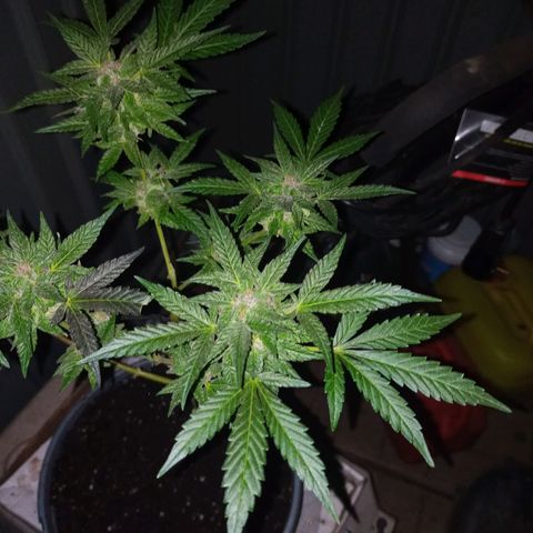 Auto Amnesia growlog photo: The weather for roughly the past 16 to 18 days has significantly dropped and has noticeably stunted the plant.

The temperature the plant has grown in for its entire life has been a consistent 72°F - 85°F. Up until roughly 16 to 18 days ago. The past 2-2.5 weeks its has been consistently below 70°F at the days highest peak. 

On average the past 18 days has been roughly 60°F - 68°F during the day. At night its been close to 52°F - 57°F. 

Then out of nowhere the past 3 days (including today) have been 73°F to 82°F during the day and peak. The evenings have been 62°F - 67°F