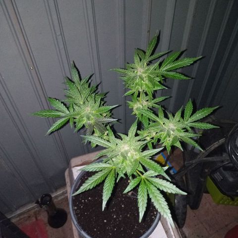 Auto Amnesia growlog photo: The weather for roughly the past 16 to 18 days has significantly dropped and has noticeably stunted the plant.

The temperature the plant has grown in for its entire life has been a consistent 72°F - 85°F. Up until roughly 16 to 18 days ago. The past 2-2.5 weeks its has been consistently below 70°F at the days highest peak. 

On average the past 18 days has been roughly 60°F - 68°F during the day. At night its been close to 52°F - 57°F. 

Then out of nowhere the past 3 days (including today) have been 73°F to 82°F during the day and peak. The evenings have been 62°F - 67°F