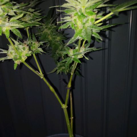 Auto Amnesia growlog photo: The weather for roughly the past 16 to 18 days has significantly dropped and has noticeably stunted the plant.

The temperature the plant has grown in for its entire life has been a consistent 72°F - 85°F. Up until roughly 16 to 18 days ago. The past 2-2.5 weeks its has been consistently below 70°F at the days highest peak. 

On average the past 18 days has been roughly 60°F - 68°F during the day. At night its been close to 52°F - 57°F. 

Then out of nowhere the past 3 days (including today) have been 73°F to 82°F during the day and peak. The evenings have been 62°F - 67°F