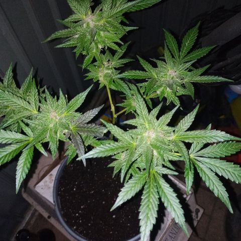 Auto Amnesia growlog photo: The weather for roughly the past 16 to 18 days has significantly dropped and has noticeably stunted the plant.

The temperature the plant has grown in for its entire life has been a consistent 72°F - 85°F. Up until roughly 16 to 18 days ago. The past 2-2.5 weeks its has been consistently below 70°F at the days highest peak. 

On average the past 18 days has been roughly 60°F - 68°F during the day. At night its been close to 52°F - 57°F. 

Then out of nowhere the past 3 days (including today) have been 73°F to 82°F during the day and peak. The evenings have been 62°F - 67°F