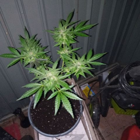 Auto Amnesia growlog photo: The weather for roughly the past 16 to 18 days has significantly dropped and has noticeably stunted the plant.

The temperature the plant has grown in for its entire life has been a consistent 72°F - 85°F. Up until roughly 16 to 18 days ago. The past 2-2.5 weeks its has been consistently below 70°F at the days highest peak. 

On average the past 18 days has been roughly 60°F - 68°F during the day. At night its been close to 52°F - 57°F. 

Then out of nowhere the past 3 days (including today) have been 73°F to 82°F during the day and peak. The evenings have been 62°F - 67°F