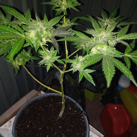 Auto Amnesia growlog photo: The weather for roughly the past 16 to 18 days has significantly dropped and has noticeably stunted the plant.

The temperature the plant has grown in for its entire life has been a consistent 72°F - 85°F. Up until roughly 16 to 18 days ago. The past 2-2.5 weeks its has been consistently below 70°F at the days highest peak. 

On average the past 18 days has been roughly 60°F - 68°F during the day. At night its been close to 52°F - 57°F. 

Then out of nowhere the past 3 days (including today) have been 73°F to 82°F during the day and peak. The evenings have been 62°F - 67°F