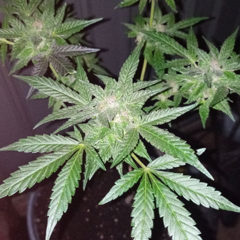 Auto Amnesia growlog photo: The weather for roughly the past 16 to 18 days has significantly dropped and has noticeably stunted the plant.

The temperature the plant has grown in for its entire life has been a consistent 72°F - 85°F. Up until roughly 16 to 18 days ago. The past 2-2.5 weeks its has been consistently below 70°F at the days highest peak. 

On average the past 18 days has been roughly 60°F - 68°F during the day. At night its been close to 52°F - 57°F. 

Then out of nowhere the past 3 days (including today) have been 73°F to 82°F during the day and peak. The evenings have been 62°F - 67°F