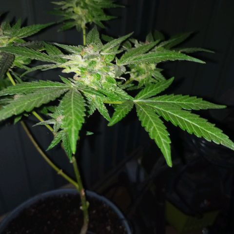 Auto Amnesia growlog photo: The weather for roughly the past 16 to 18 days has significantly dropped and has noticeably stunted the plant.

The temperature the plant has grown in for its entire life has been a consistent 72°F - 85°F. Up until roughly 16 to 18 days ago. The past 2-2.5 weeks its has been consistently below 70°F at the days highest peak. 

On average the past 18 days has been roughly 60°F - 68°F during the day. At night its been close to 52°F - 57°F. 

Then out of nowhere the past 3 days (including today) have been 73°F to 82°F during the day and peak. The evenings have been 62°F - 67°F