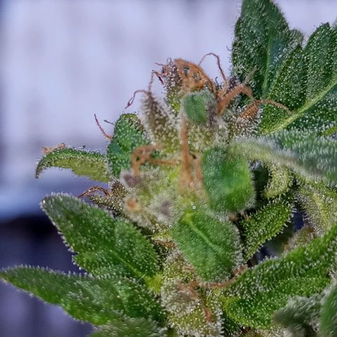 Auto Amnesia growlog photo: The weather for roughly the past 16 to 18 days has significantly dropped and has noticeably stunted the plant.

The temperature the plant has grown in for its entire life has been a consistent 72°F - 85°F. Up until roughly 16 to 18 days ago. The past 2-2.5 weeks its has been consistently below 70°F at the days highest peak. 

On average the past 18 days has been roughly 60°F - 68°F during the day. At night its been close to 52°F - 57°F. 

Then out of nowhere the past 3 days (including today) have been 73°F to 82°F during the day and peak. The evenings have been 62°F - 67°F