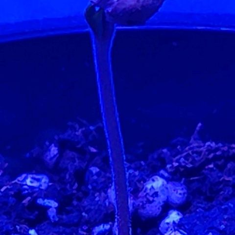 Kleine Queen growlog timeline photo