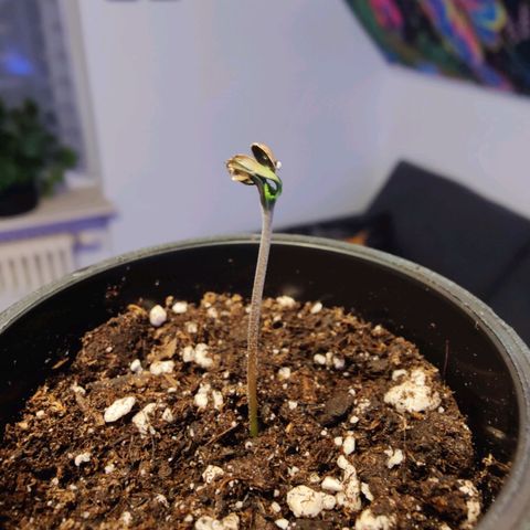 Kleine Queen growlog photo: Foto aufgenommen um 1:37 Uhr