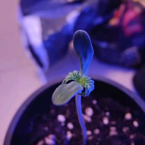 Kleine Queen growlog photo: Die festgebrannte Innenhaut des Samens konnte endlich entfernt werden. Mit einer Pinzette abgezogen. Nun entfaltet sich der Sämling