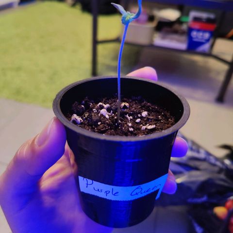 Kleine Queen growlog photo: Die festgebrannte Innenhaut des Samens konnte endlich entfernt werden. Mit einer Pinzette abgezogen. Nun entfaltet sich der Sämling
