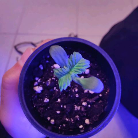 Kleine Queen growlog timeline photo