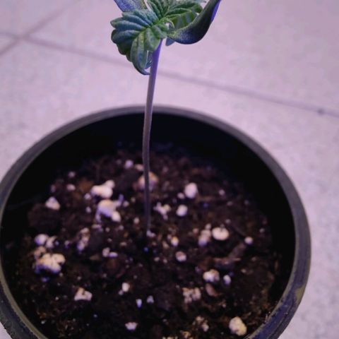 Kleine Queen growlog timeline photo