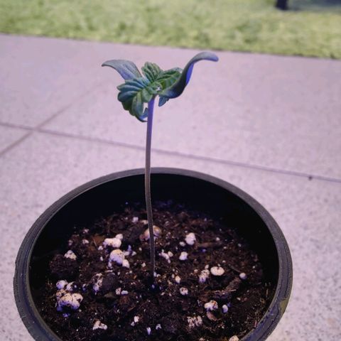 Kleine Queen growlog timeline photo