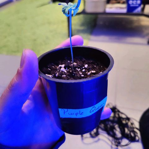 Kleine Queen growlog timeline photo