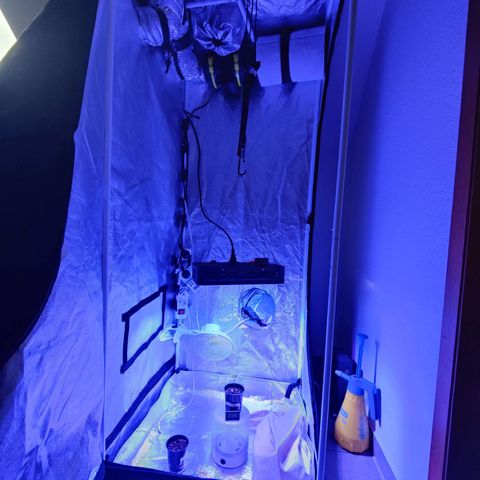 Kleine Queen growlog timeline photo