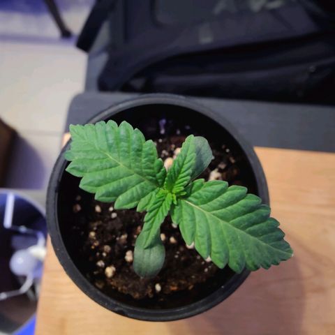 Kleine Queen growlog timeline photo