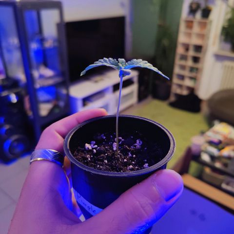 Kleine Queen growlog timeline photo