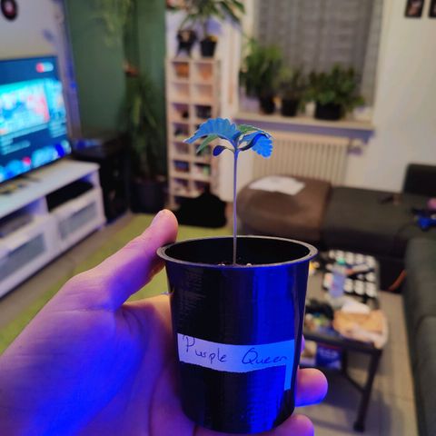 Kleine Queen growlog timeline photo