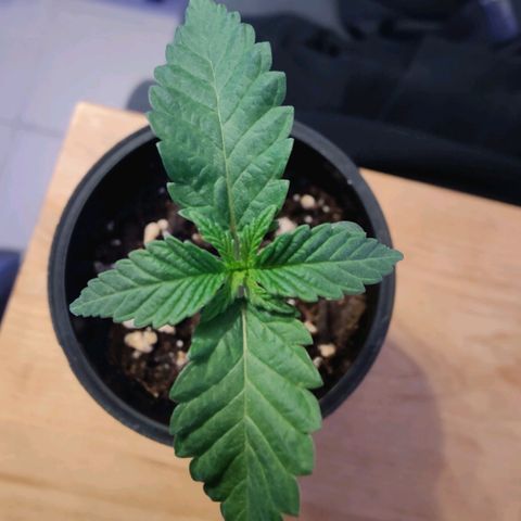 Kleine Queen growlog timeline photo