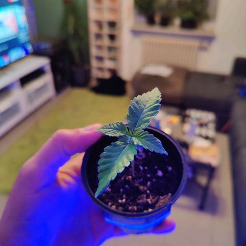 Kleine Queen growlog timeline photo