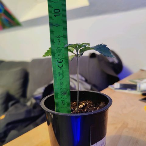 Kleine Queen growlog photo: Blätter "rollen" sich leicht bzw wölben sich = zu viel Licht. Lampe wurde hochgehängt
