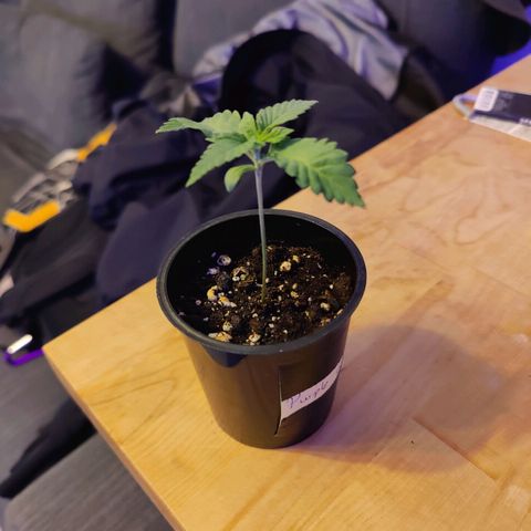 Kleine Queen growlog photo: Blätter "rollen" sich leicht bzw wölben sich = zu viel Licht. Lampe wurde hochgehängt