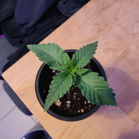 Kleine Queen growlog photo: Blätter "rollen" sich leicht bzw wölben sich = zu viel Licht. Lampe wurde hochgehängt